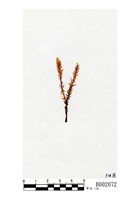 藏品(華東二形鳳尾苔)的圖片